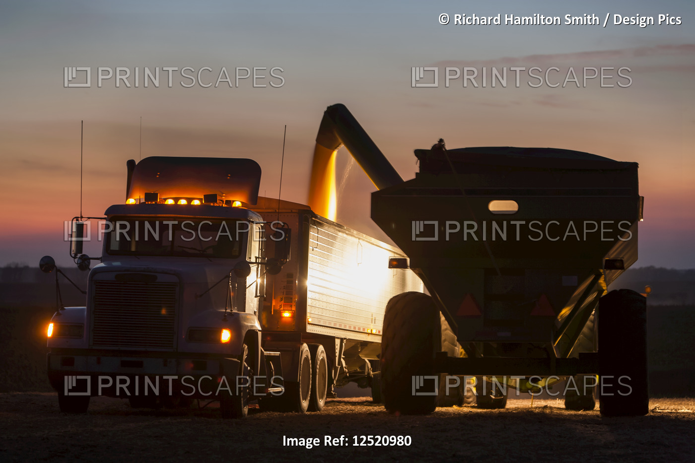 Grain wagon unloading corn into grain truck at twilight, near Nerstrand; ...