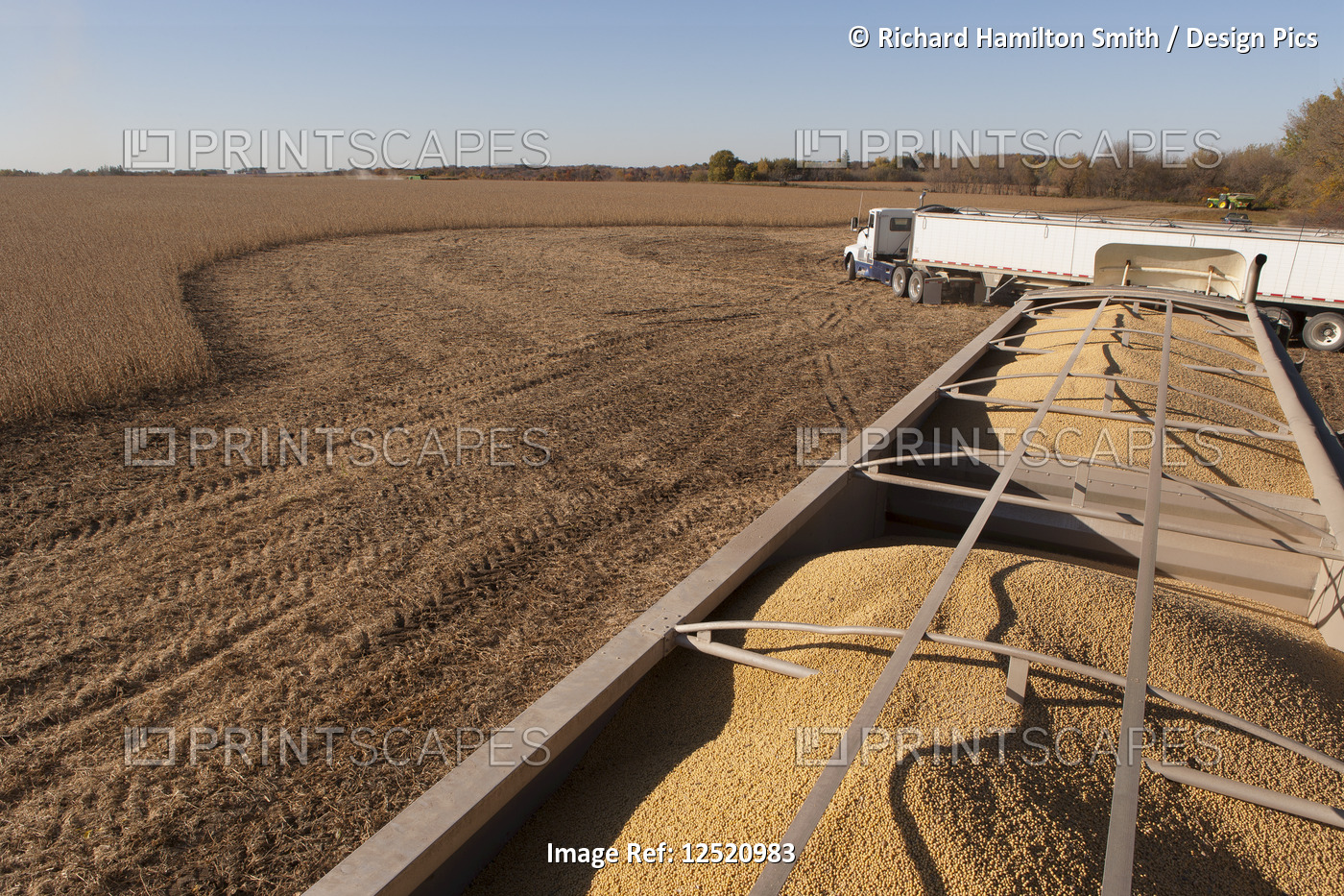 Truckload of soybeans at harvest, near Nerstrand; Minnesota, United States of ...