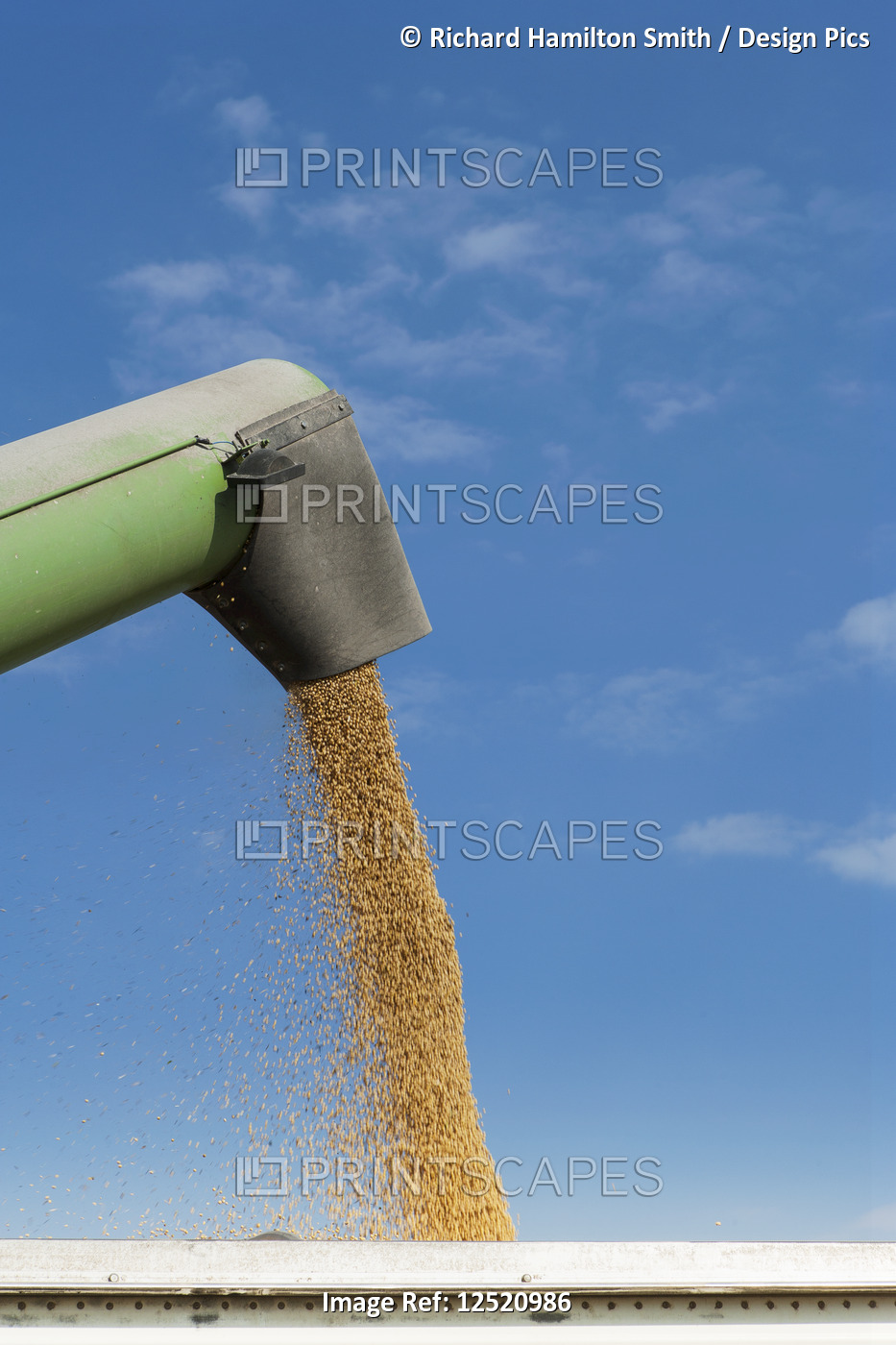 Auger of grain wagon offloading soybeans into a truck; Minnesota, United States ...