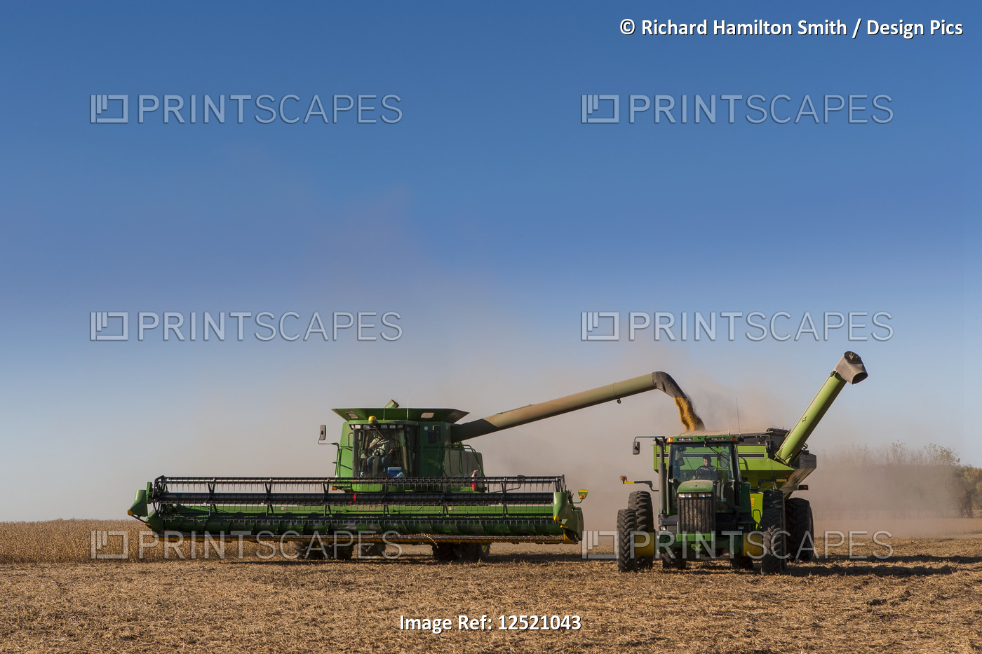 Combine offloading soybeans into tractor and grain wagon at harvest, near ...