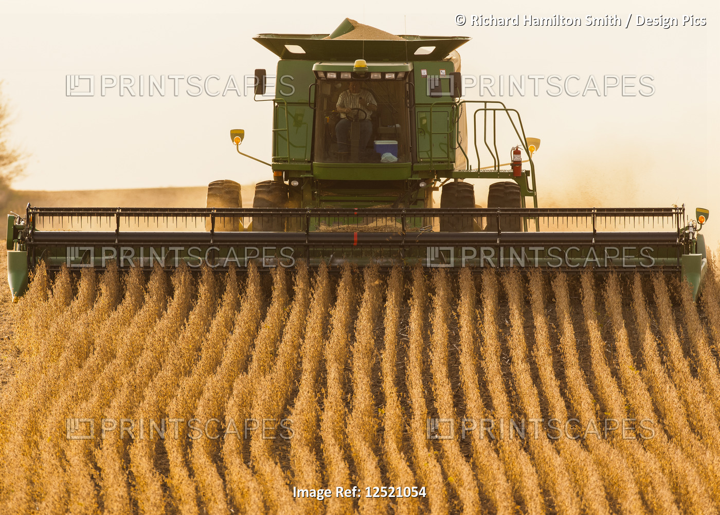 Combine picking beans during soybean harvest, near Nerstrand; Minnesota, United ...