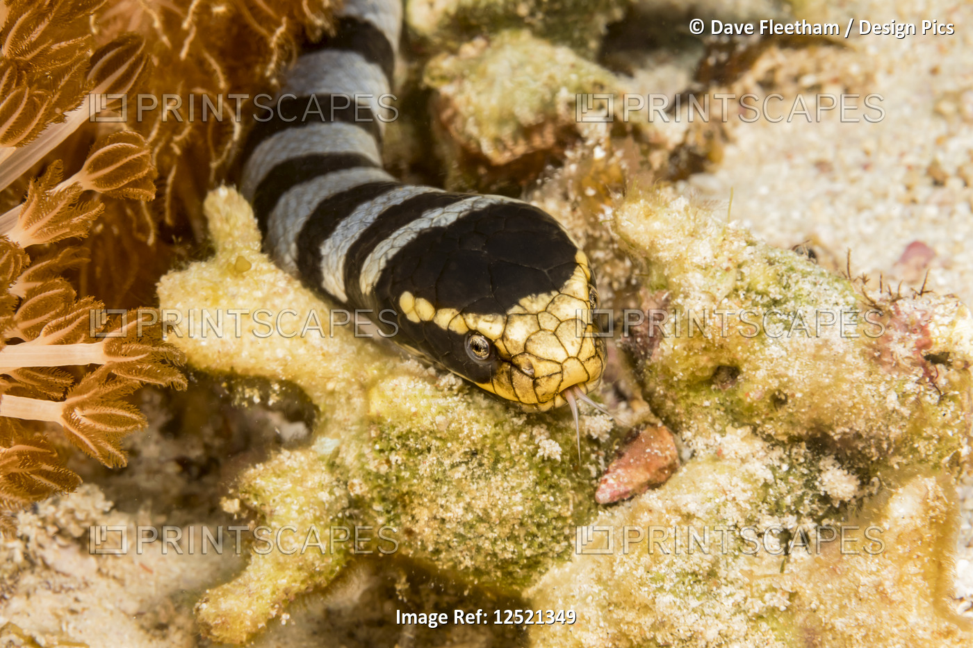 Venomous banded yellowlip sea snake (Laticauda colubrina), also known as a Sea ...