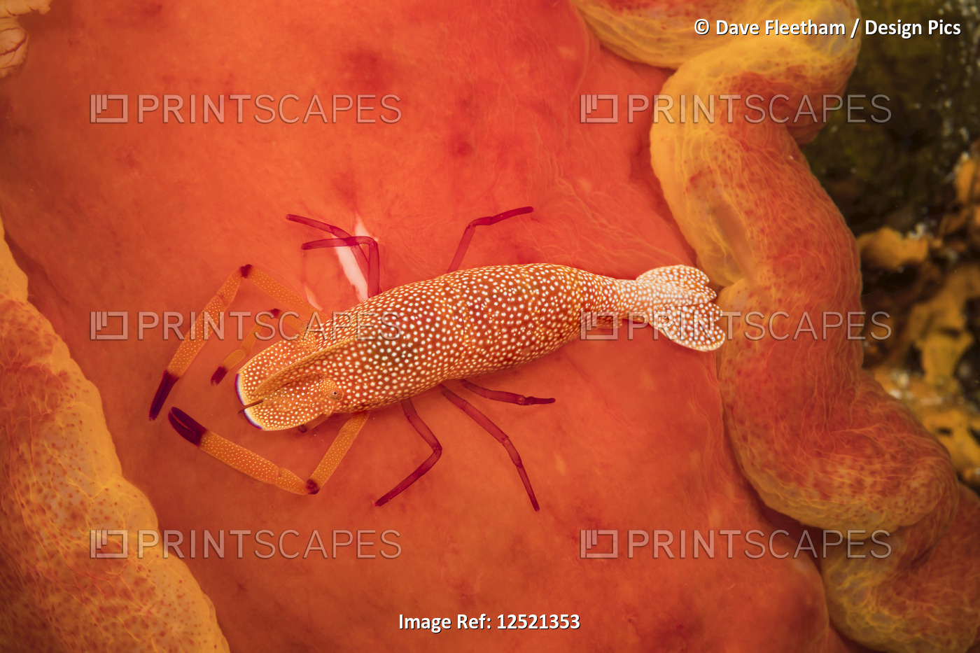 An Imperial commensal shrimp (Periclimenes imperator), photographed at night on ...