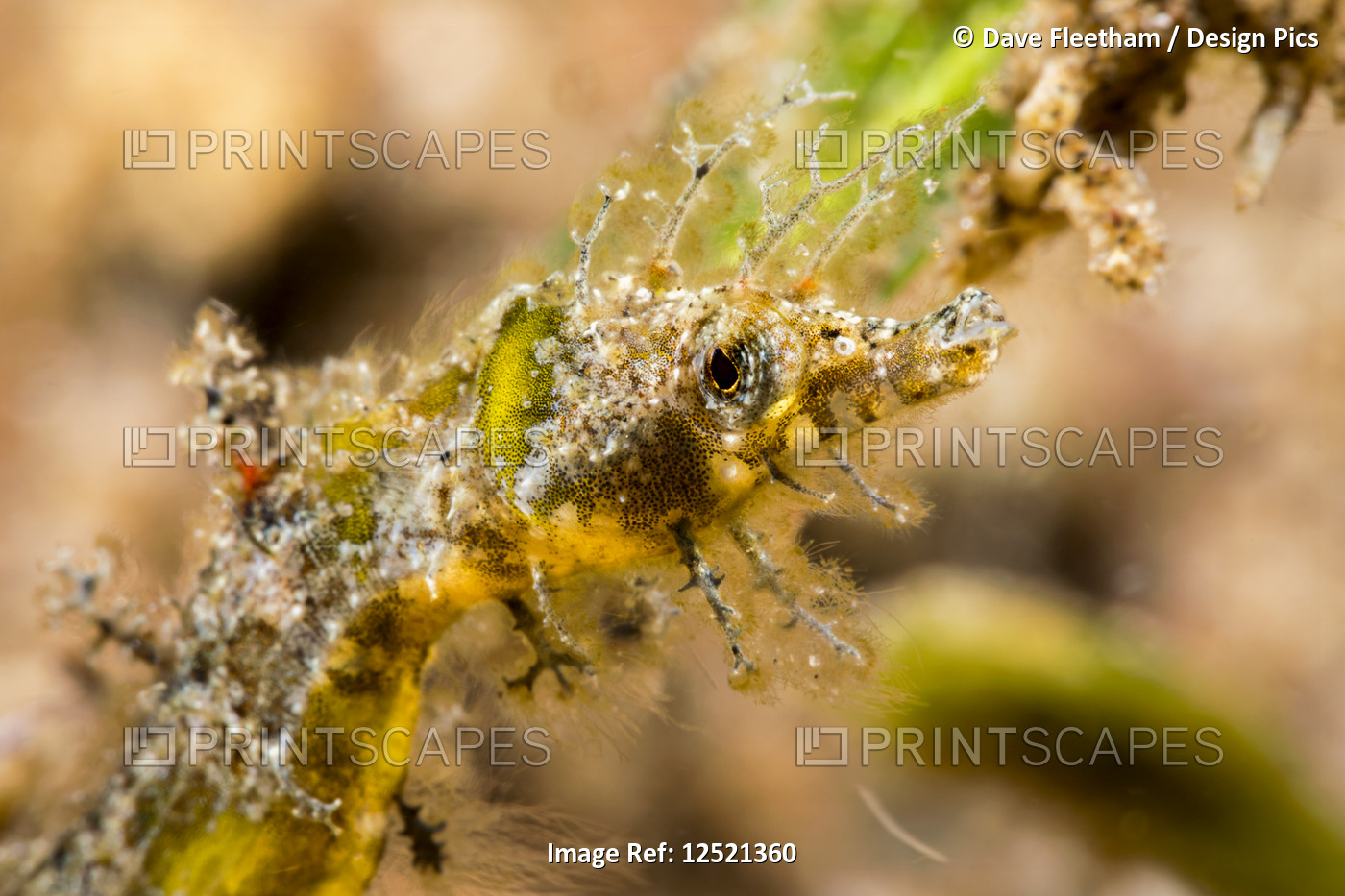 An extreme close-up of a Shortpouch Pygmy Pipehorse (Acentronura tentaculata),  ...
