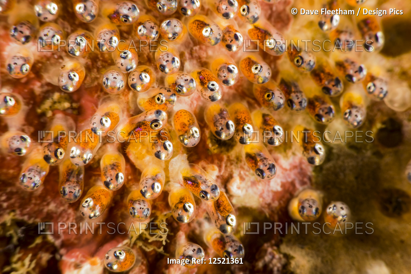 A close look at the eggs of a common anemonefish (Amphiprion perideraion) that ...