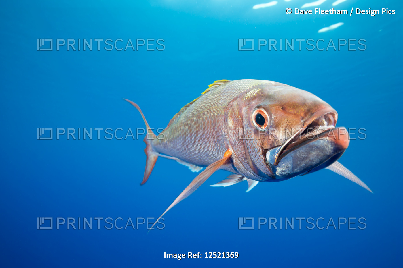 Deepwater Longtail Red Snapper (Etelis coruscans), is also called Ruby Snapper ...