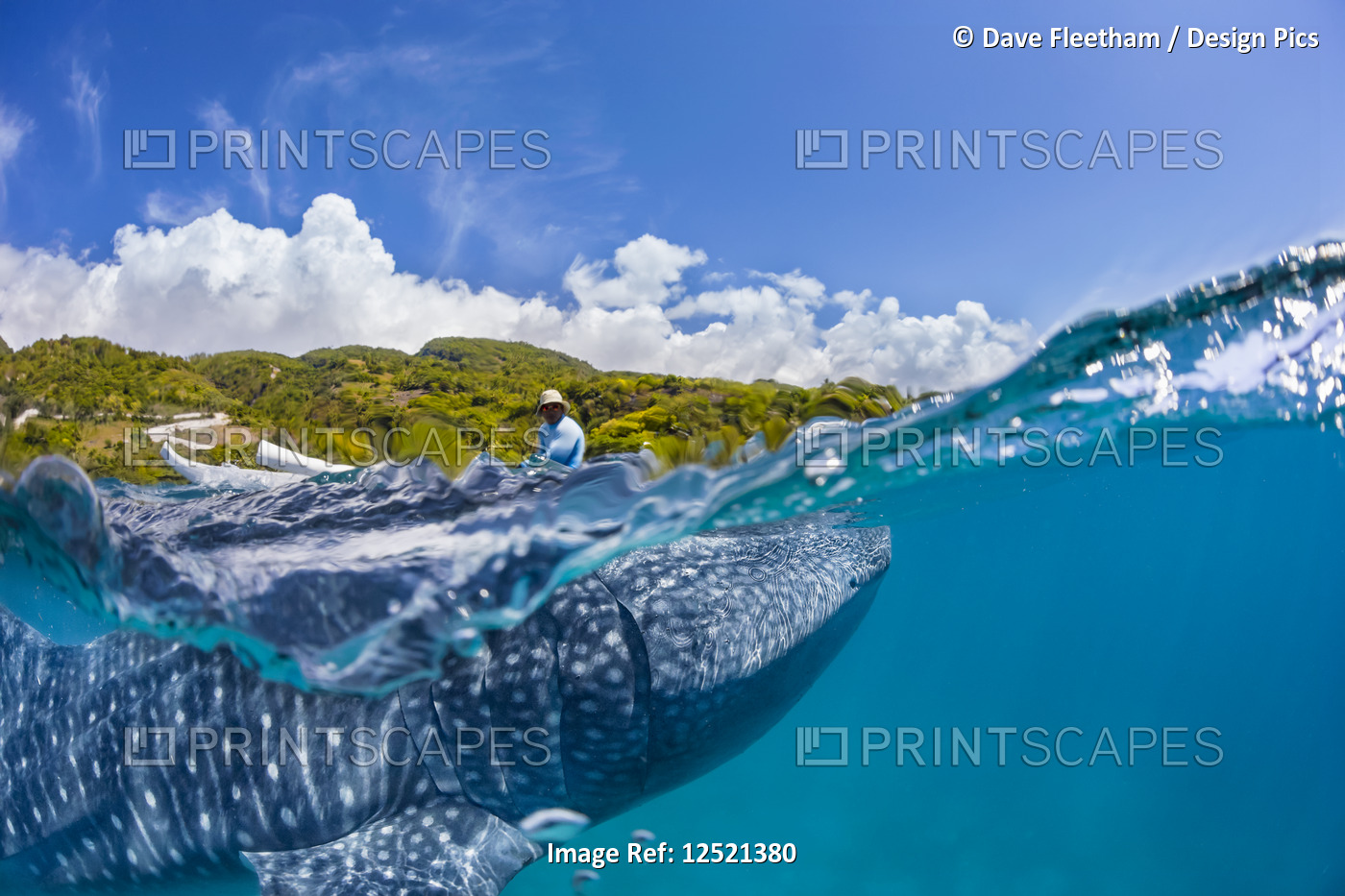 A commercial whale shark encounter with a feeder above on a canoe and a Whale ...