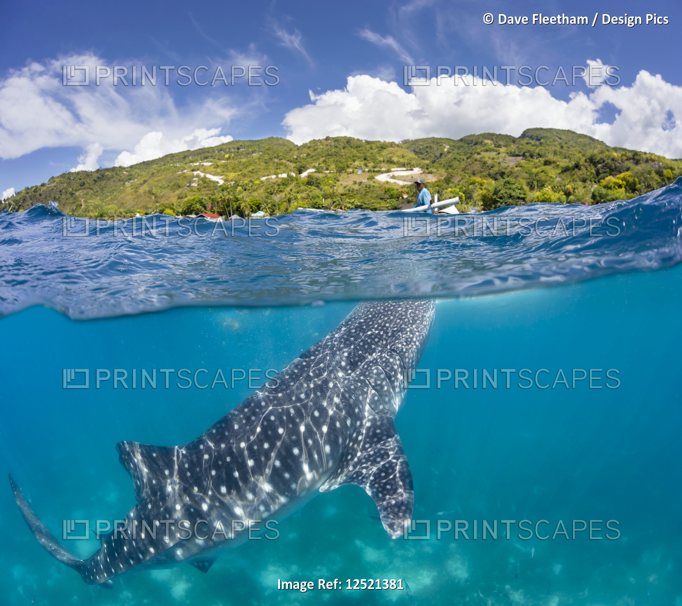 A commercial whale shark encounter with a feeder above on a canoe and a Whale ...