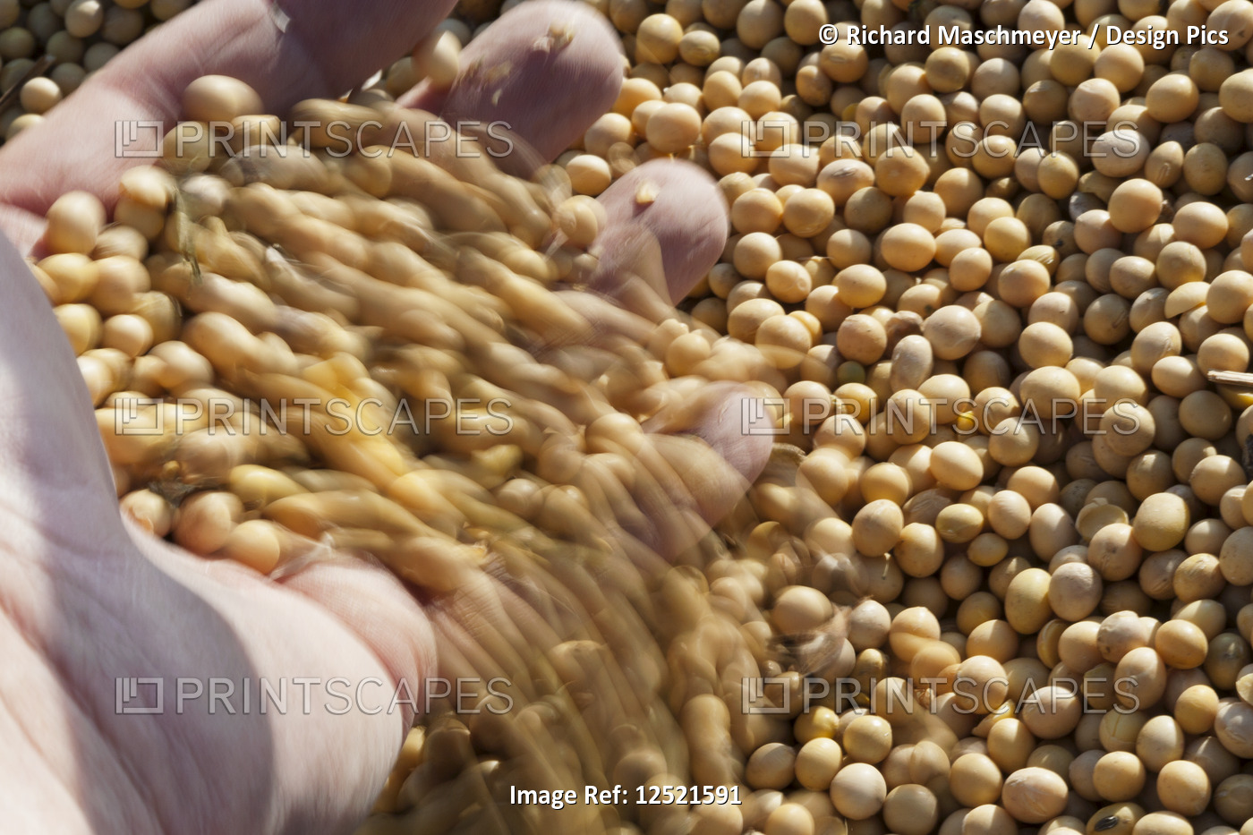 Farmer's hand sifting soybeans, harvest scene, near Nerstrand; Minnesota, ...