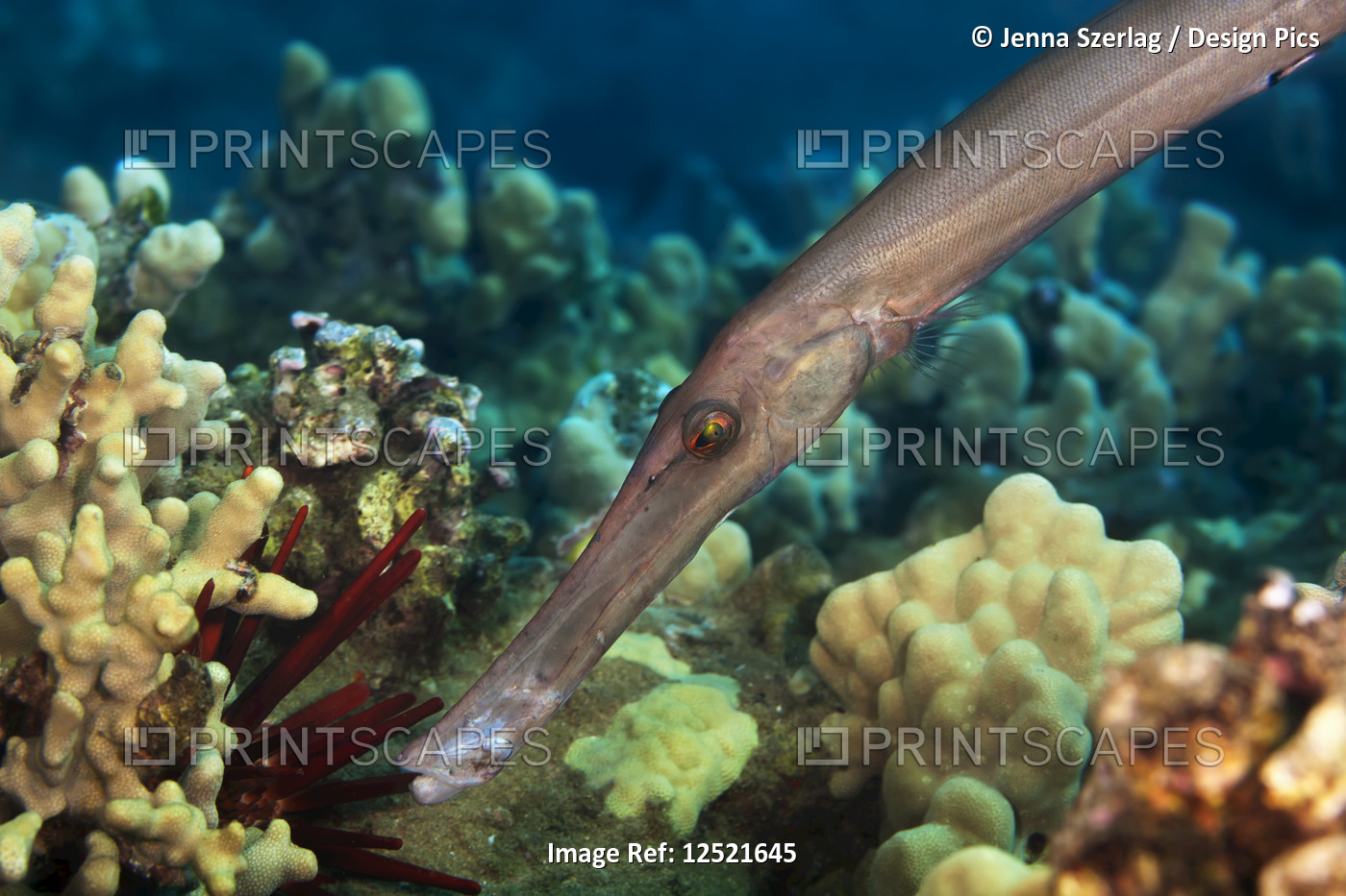 Close-up of a Trumpetfish (Aulostomidae); Maui, Hawaii, United States of America