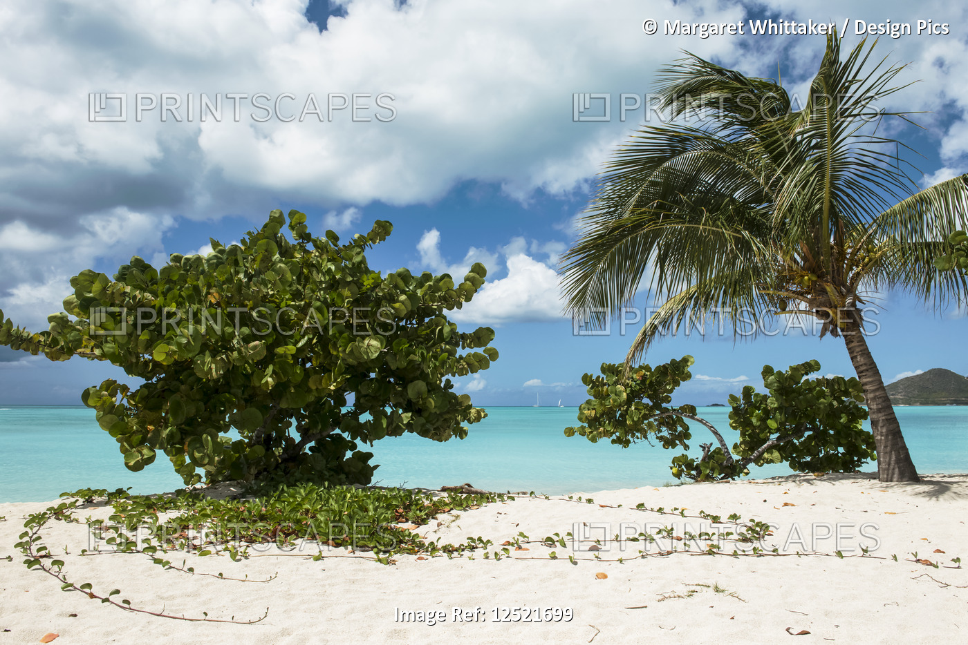 Tropical Jolly Harbour beach along the Caribbean Sea with white sand and trees; ...