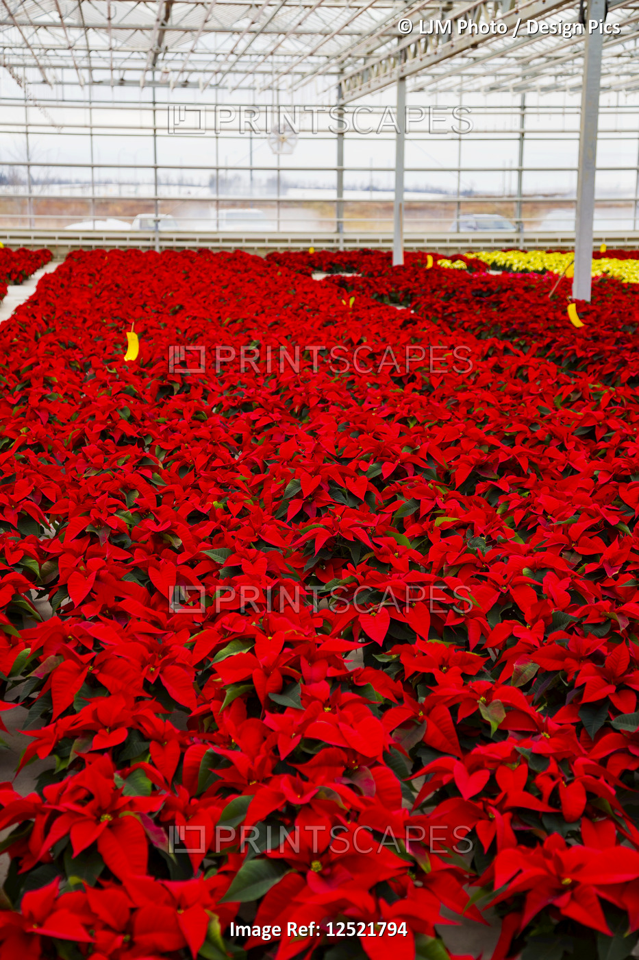 Rows of multi-coloured poinsettias that were grown in a greenhouse operation ...