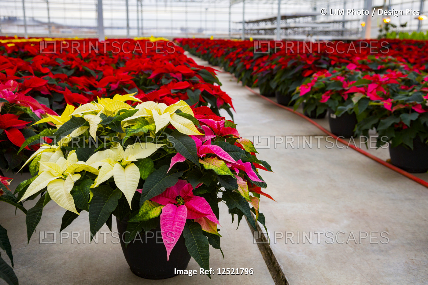 Rows of multi-coloured poinsettias that were grown in a greenhouse operation ...