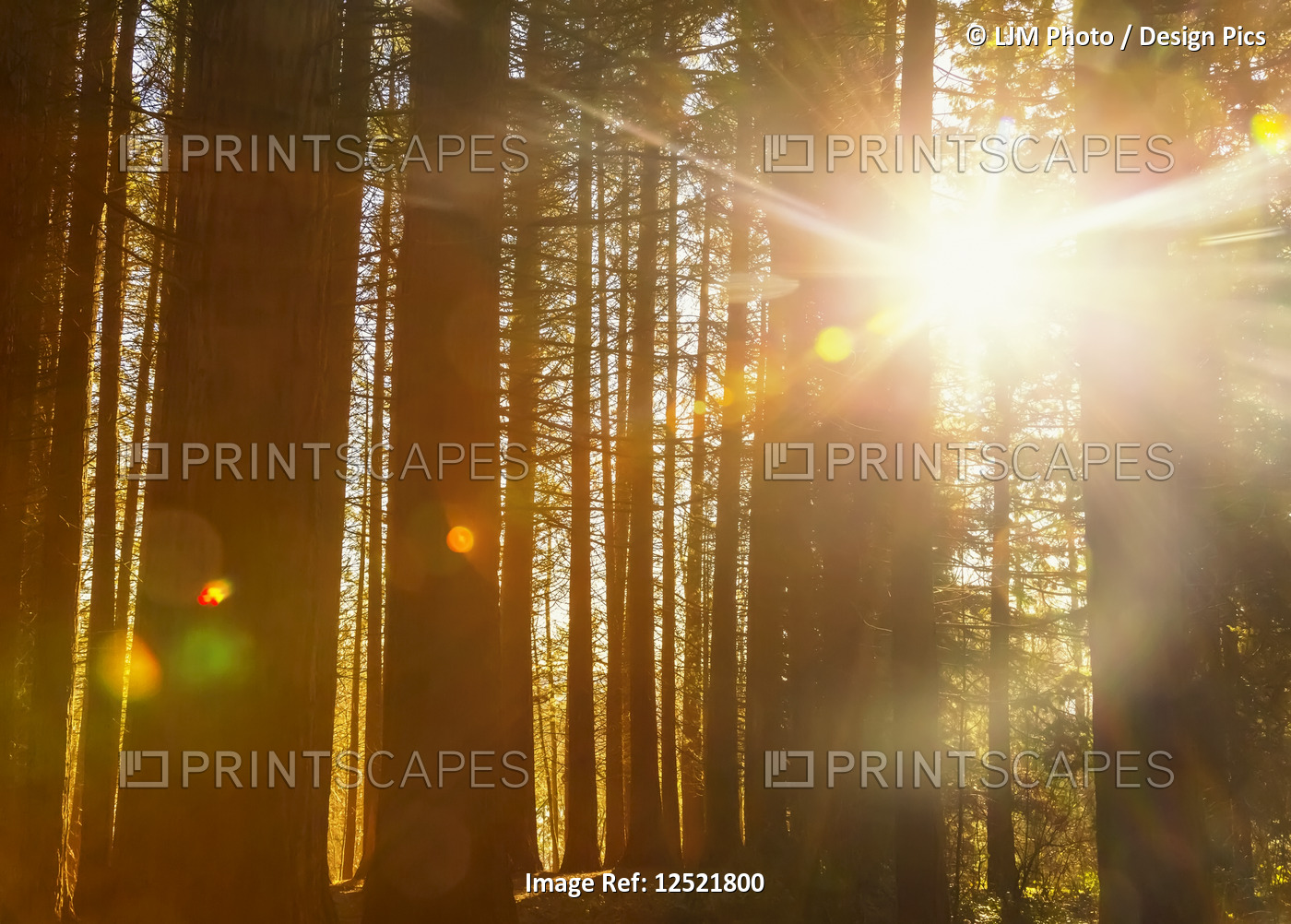 Sunlight shining brightly through the trees in a forest at Red Willow Park: ...
