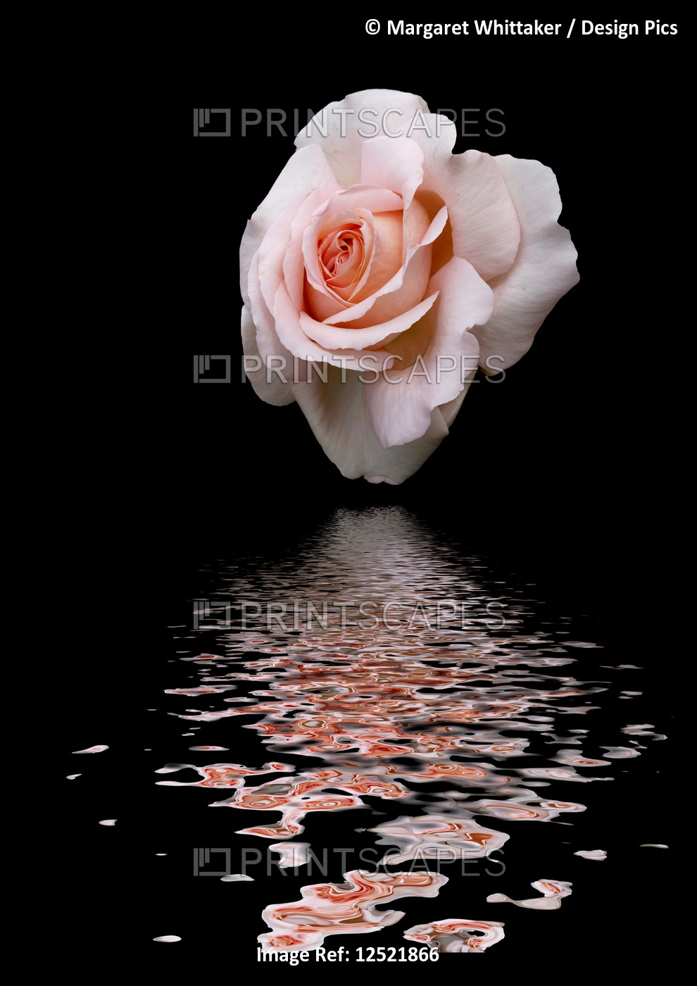 Art image of rose 'Chandos Beauty' reflected in water