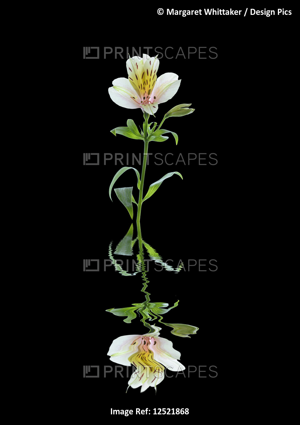 Art image of a flower Alstroemeria reflected in water
