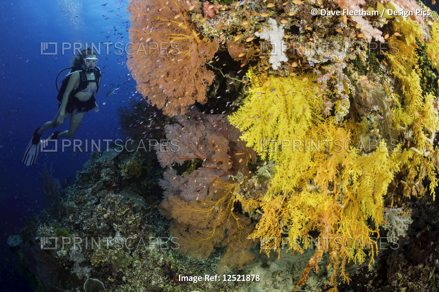 Diver along a drop off covered with gorgonian and alcyonarian coral; Fiji