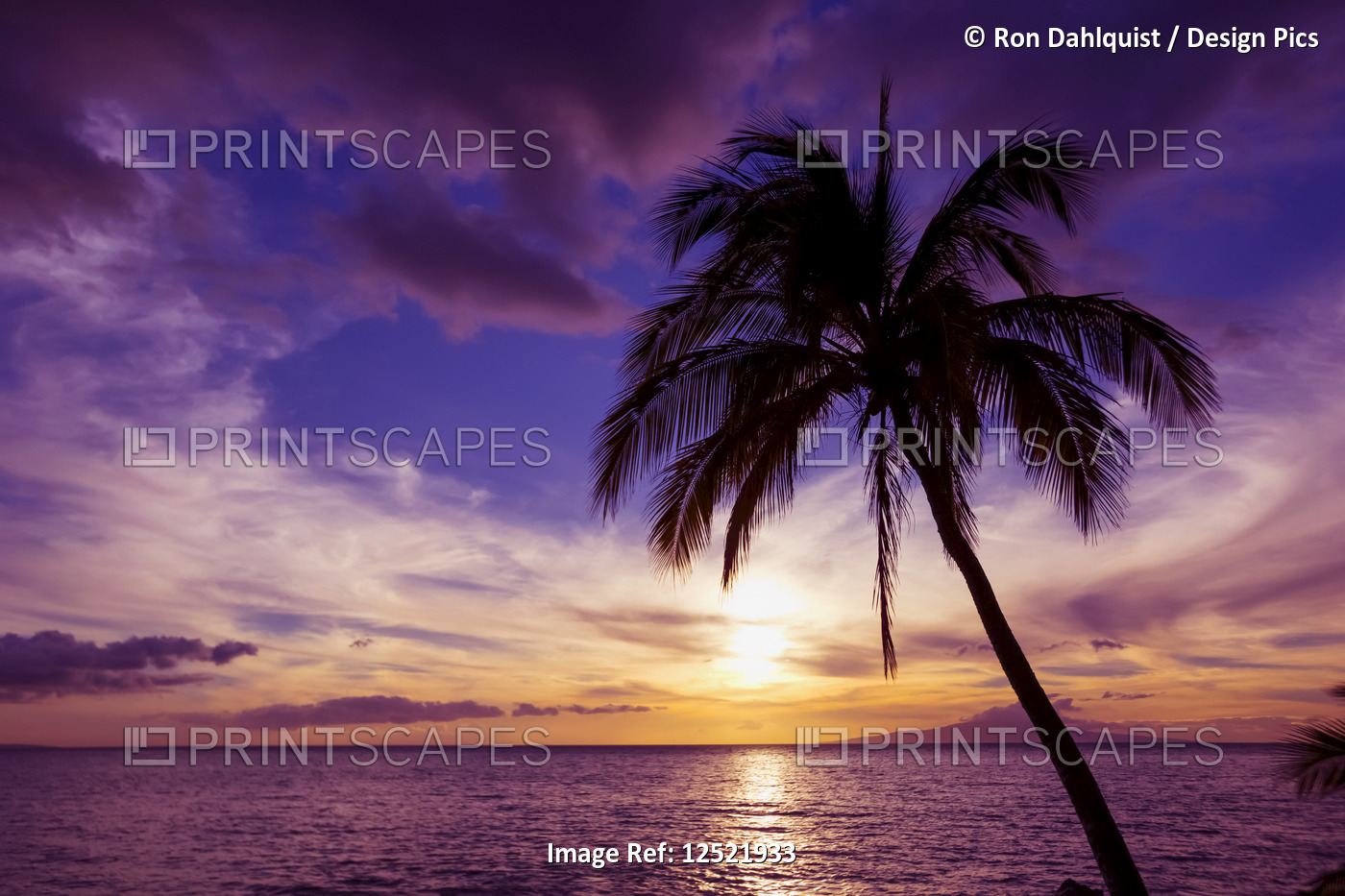 Palm tree at sunset; Kihei, Maui, Hawaii, United States of America