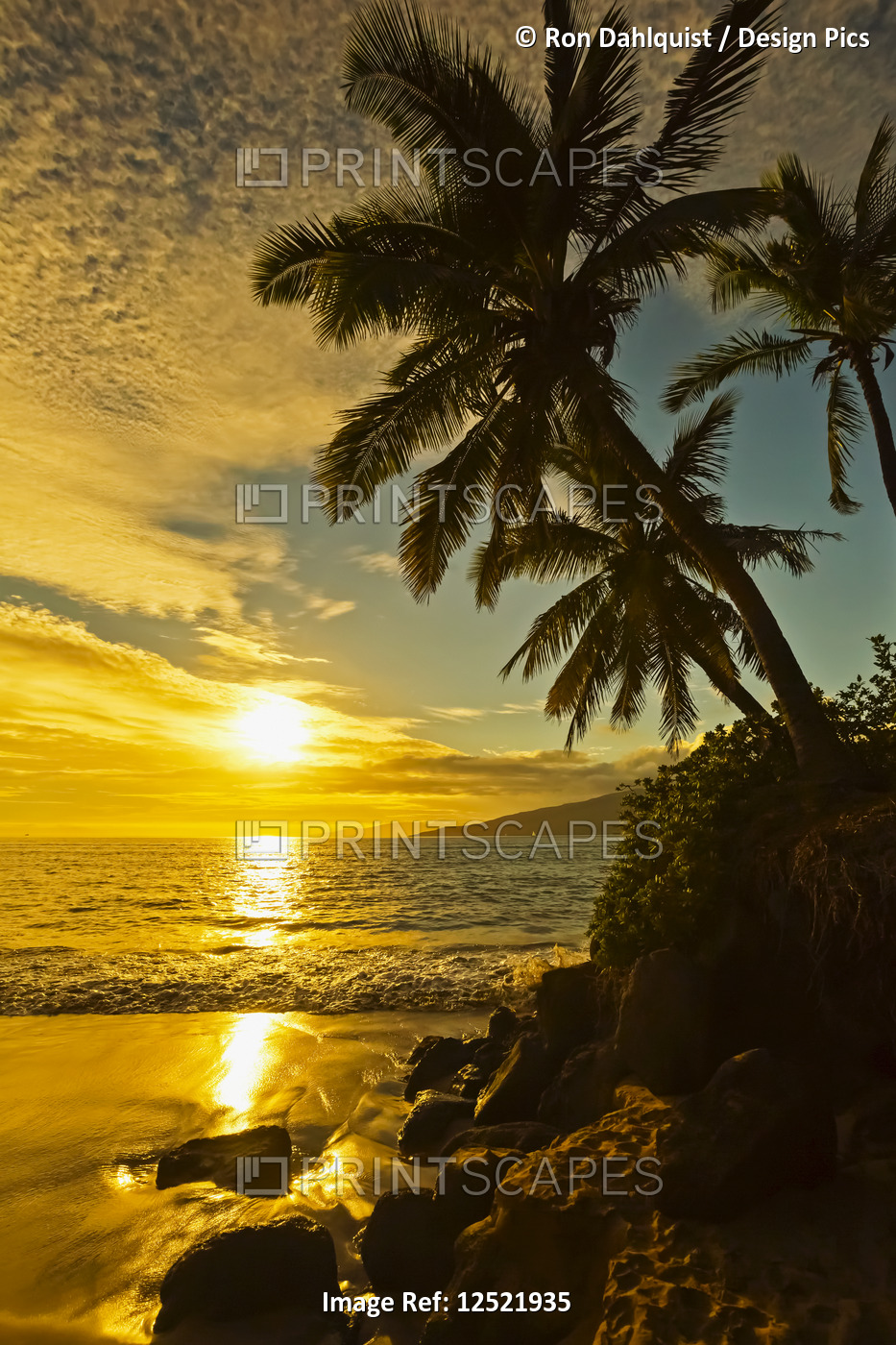Palm trees at sunset; Kihei, Maui, Hawaii, United States of America