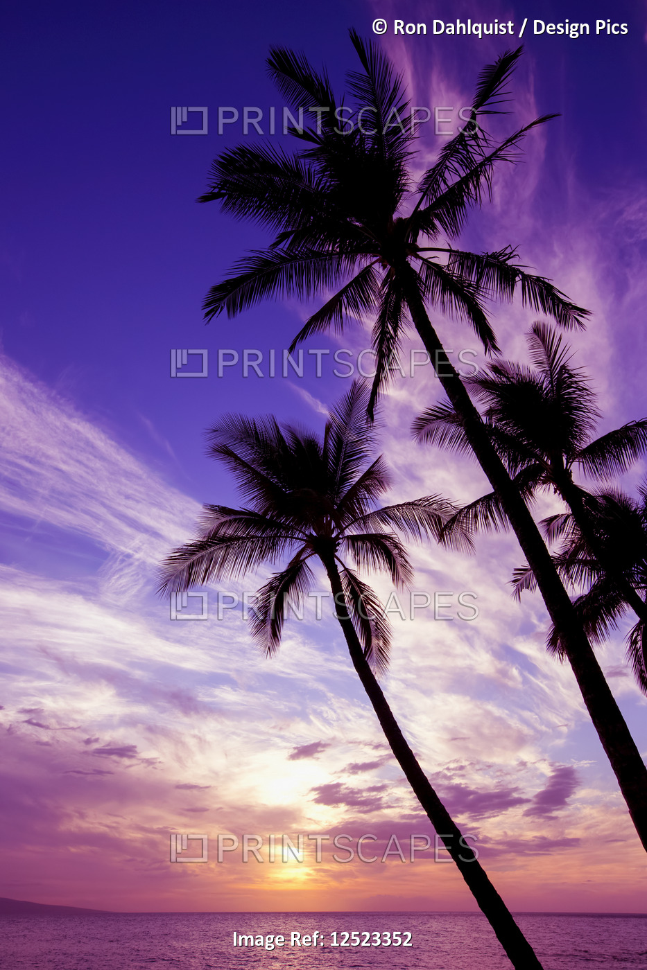 Palm trees at sunset; Wailea, Maui, Hawaii, United States of America