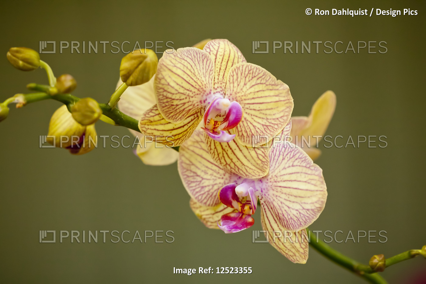 Yellow Phalaenopsis orchid; Paia, Maui, Hawaii, United States of America