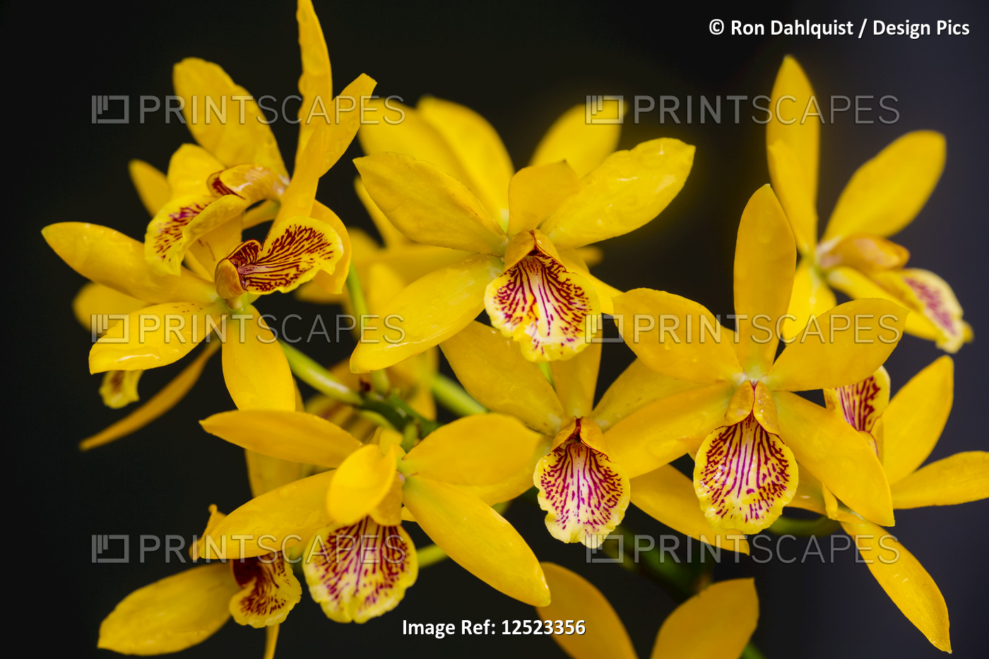 Lc. Gold Digger orchid; Paia, Maui, Hawaii, United States of America