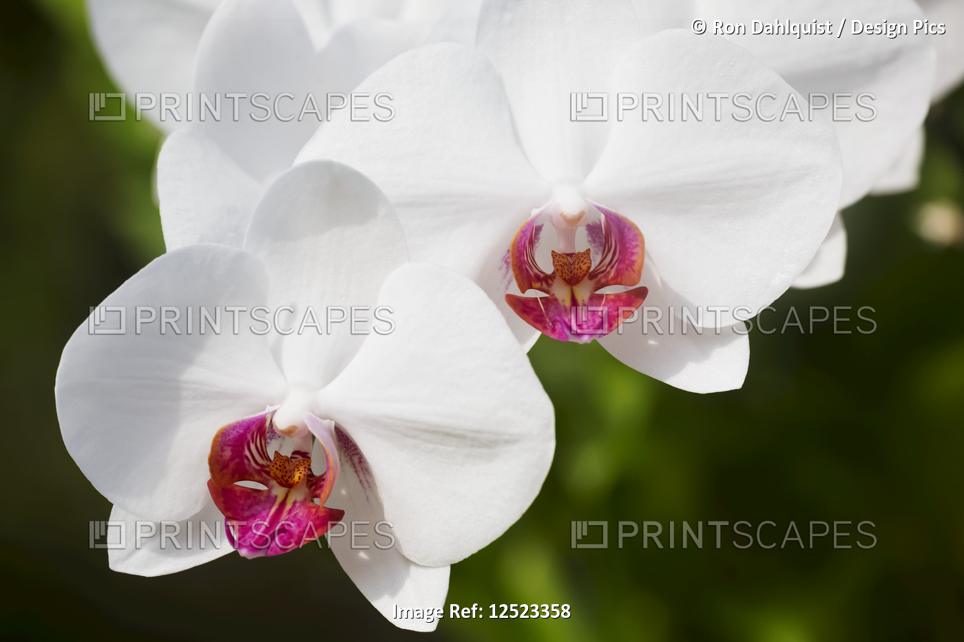 White Phalaenopsis orchid with red lips; Paia, Maui, Hawaii, United States of ...