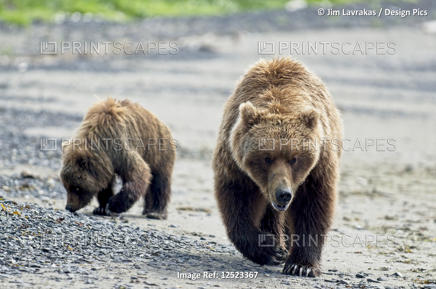 A sow brown bear (Ursus Americans) teaches her cub how to dig for clams at ...