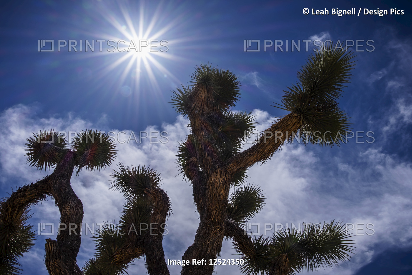 A Yucca brevifolia under a bright sky in Joshua Tree National Park, CA.