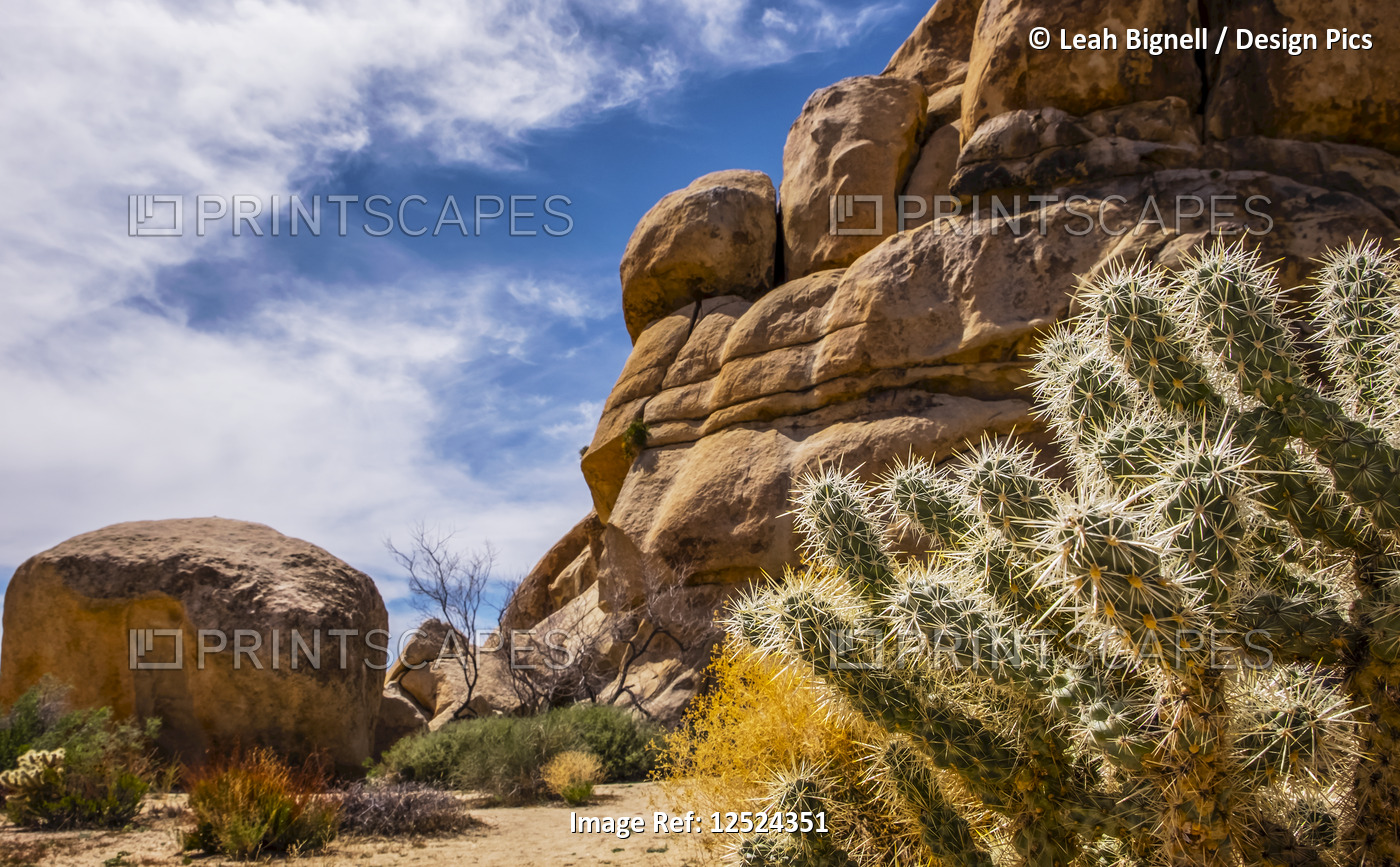Cylindropuntia bigelovii and giant boulders in Joshua Tree National Park, CA.