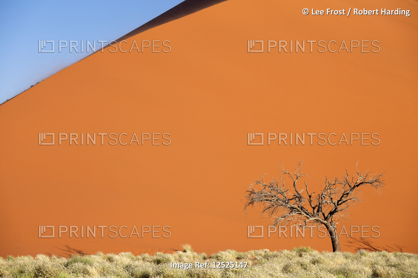 Dead camelthorn tree against the orange sand of Elim Dune, Namib Desert near Sesriem, Namib Naukluft