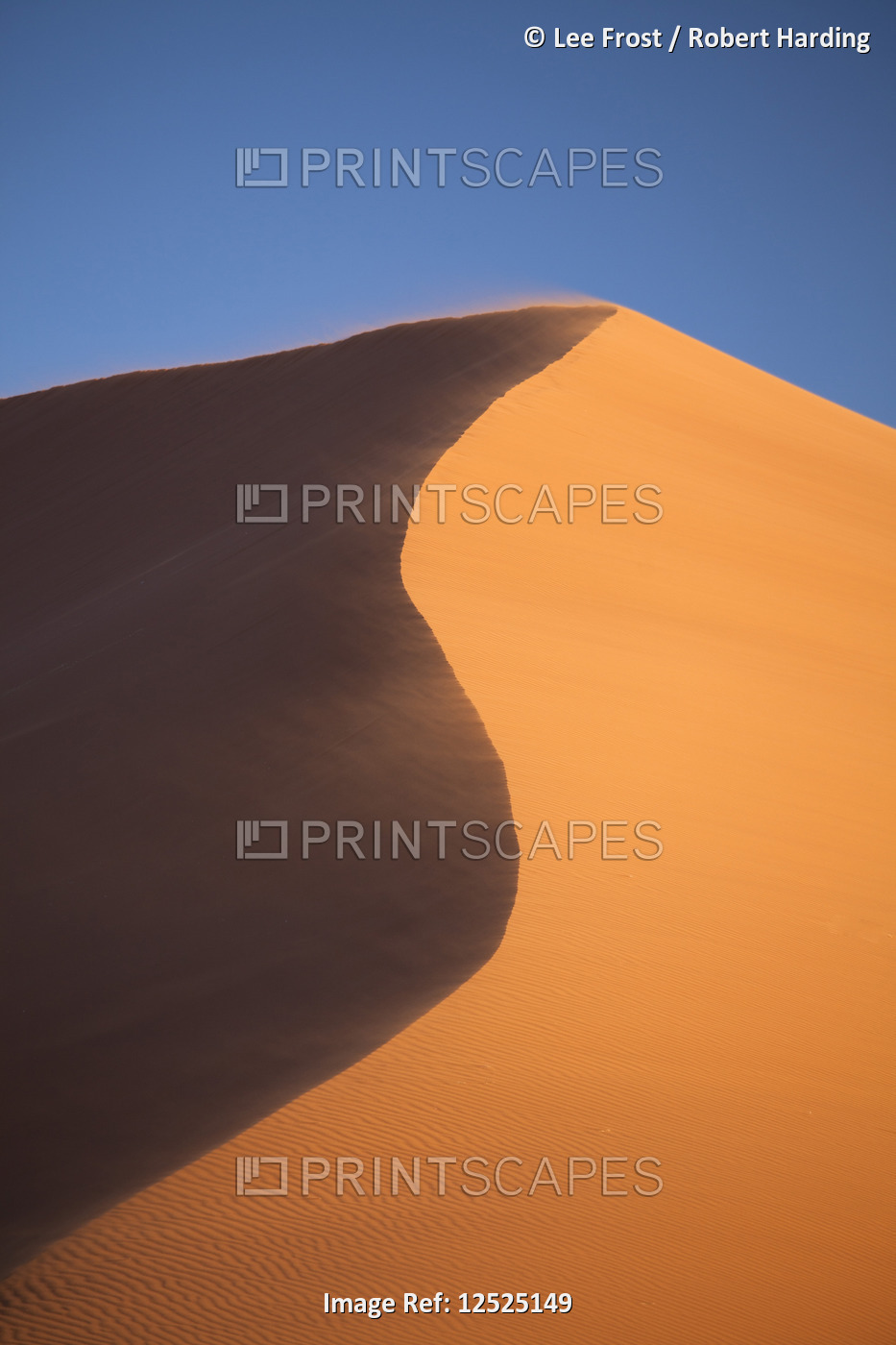 The orange sand and snaking ridge of Elim Dune against blue sky, Namib Desert near Sesriem, Namib Na