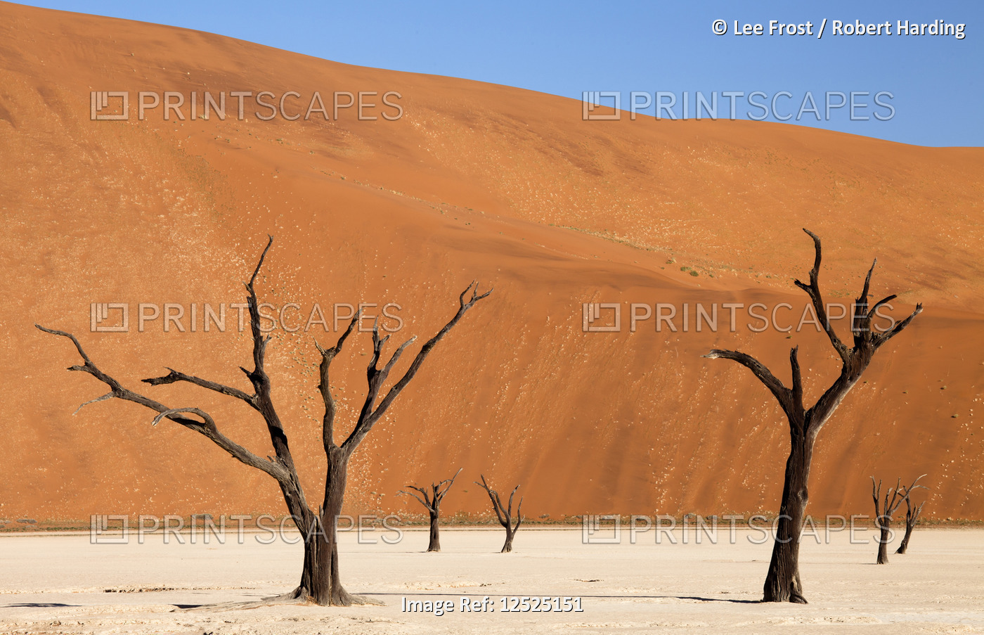 Dead camelthorn trees said to be centuries old against the towering orange sand dunes of the Namib D