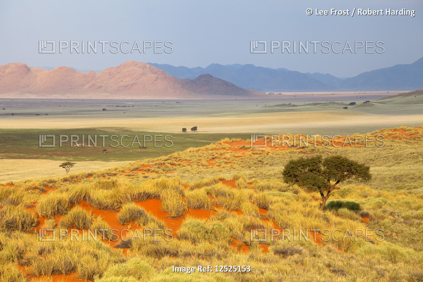 Panoramic view over the desert landscape of the Namib Rand game reserve bathed in evening light, Nam