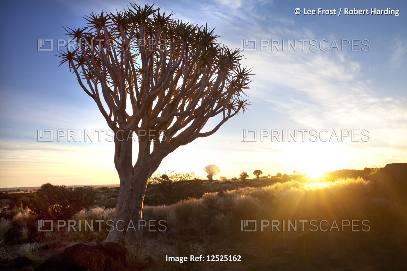 Quivertrees (Aloe dichotoma) (Kokerboom) in the Quivertree Forest on Farm Gariganus near Keetmanshop