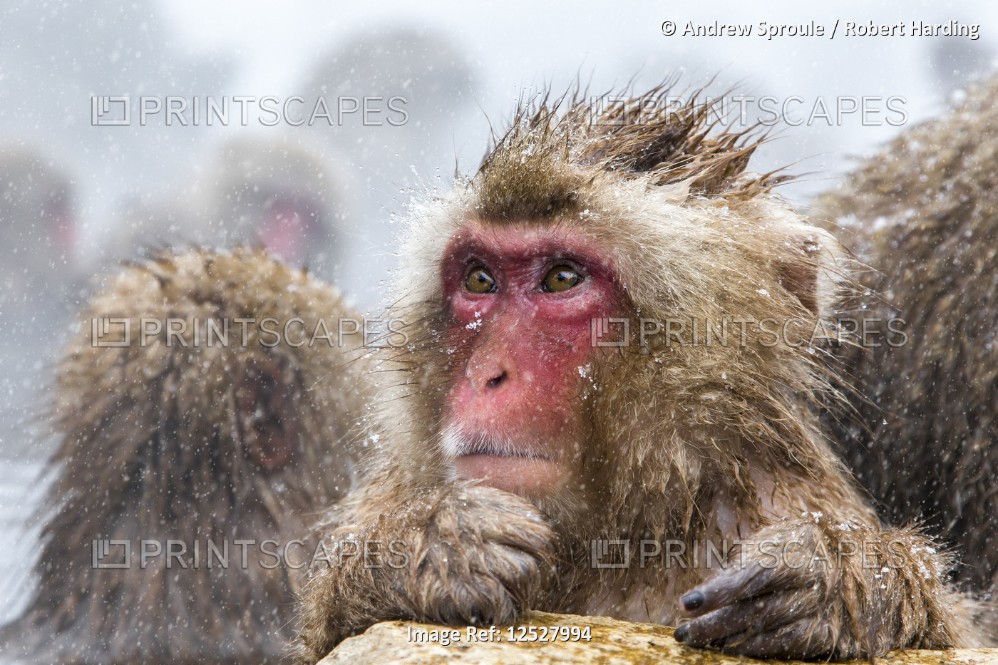Japanese macaque or Snow Monkey (Macata fuscata), Jigokudani Yaen-Koen, Nagano Prefecture, Japan
