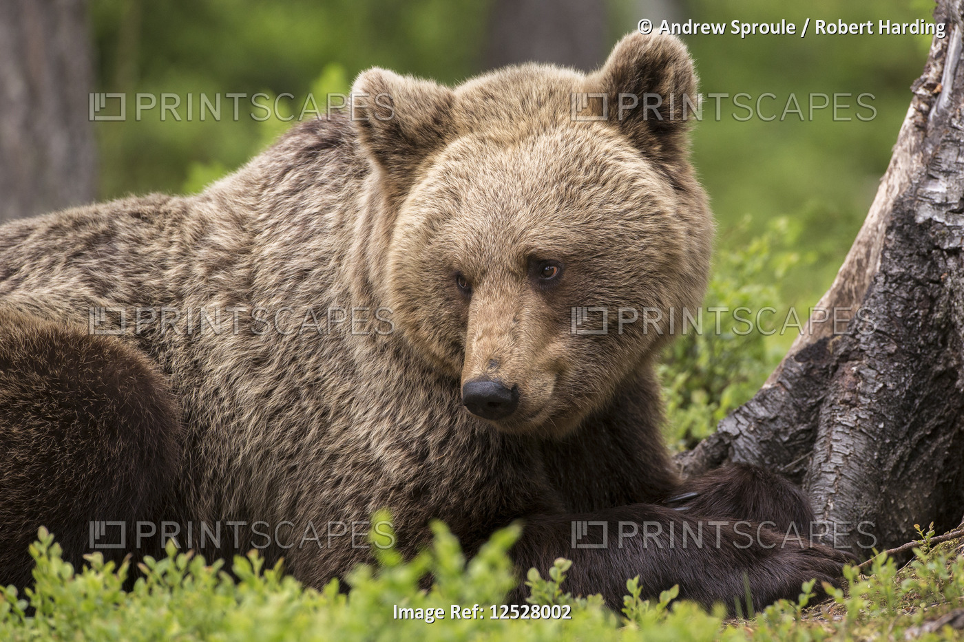 Brown bear (Ursus arctos) large female, Finland, Scandinavia, Europe