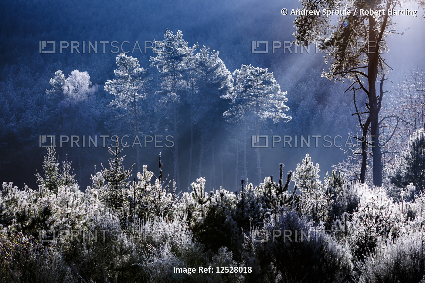 Frost covered trees in the forest in the commune of Baerenthal, in the Moselle region of France, Eur
