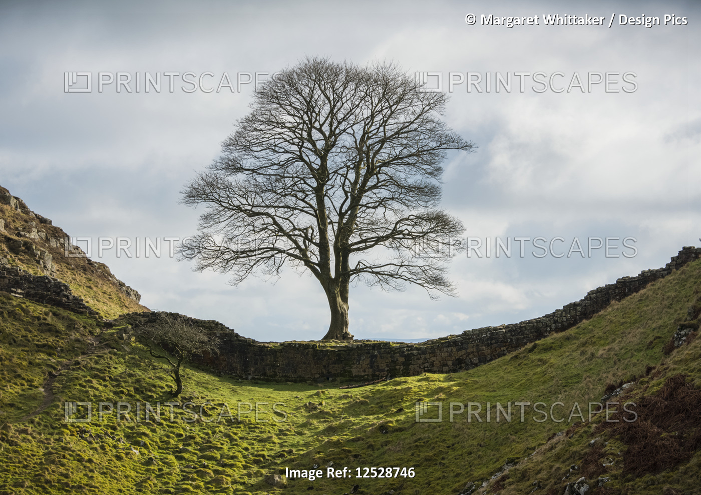 Famous sycamore tree situated on Hadrian's Wall, commonly known as 'Sycamore ...