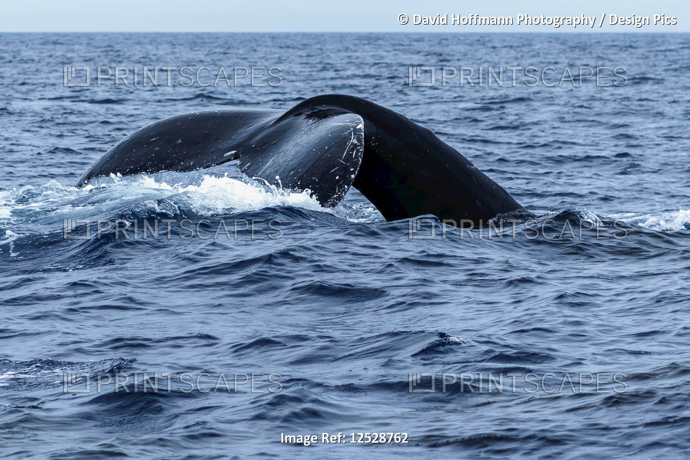 Humpback whale (Megaptera novaeangliae) tail fluke; Lahaina, Maui, Hawaii, ...