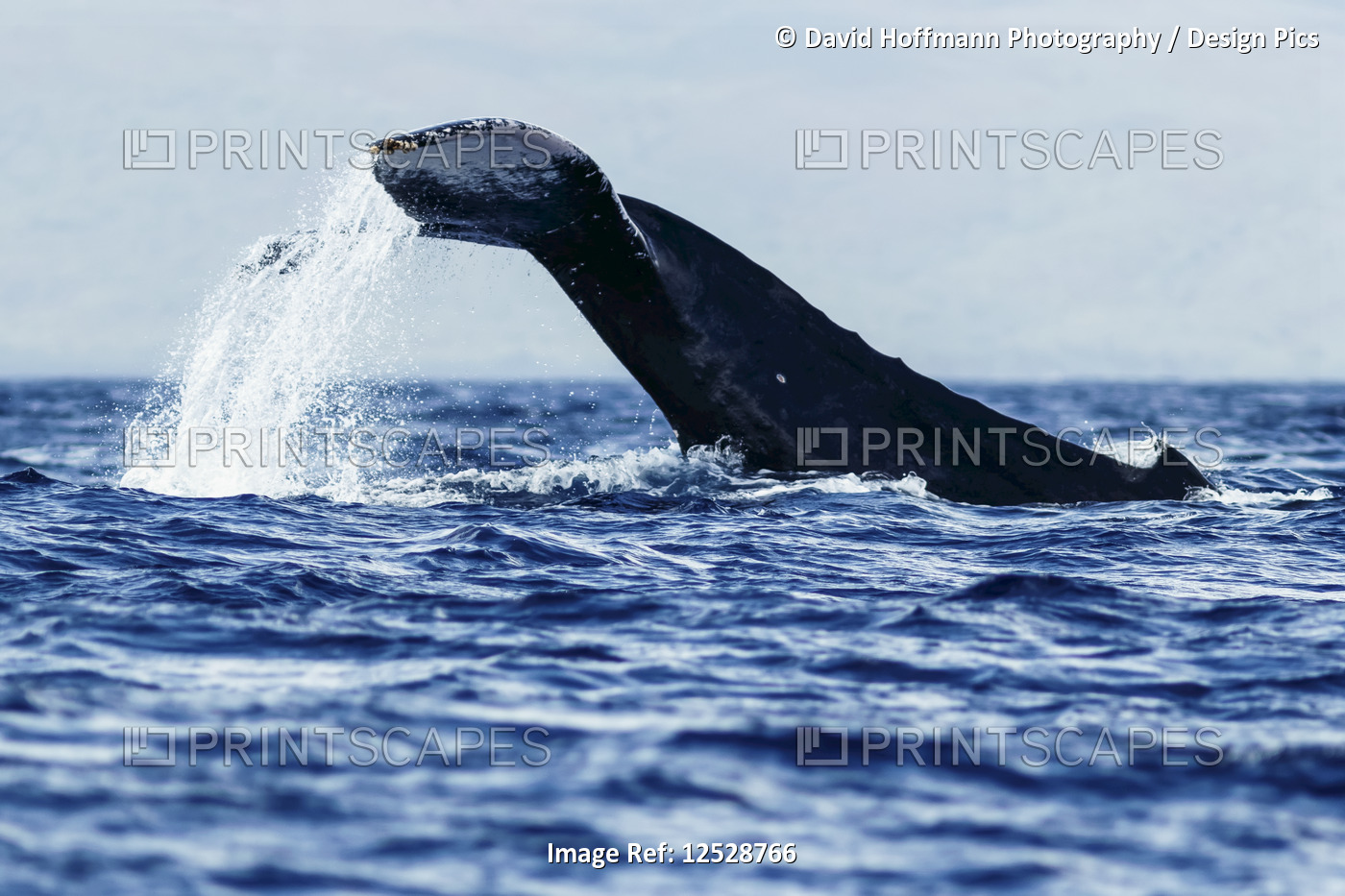 Humpback whale (Megaptera novaeangliae) tail slapping; Lahaina, Maui, Hawaii, ...