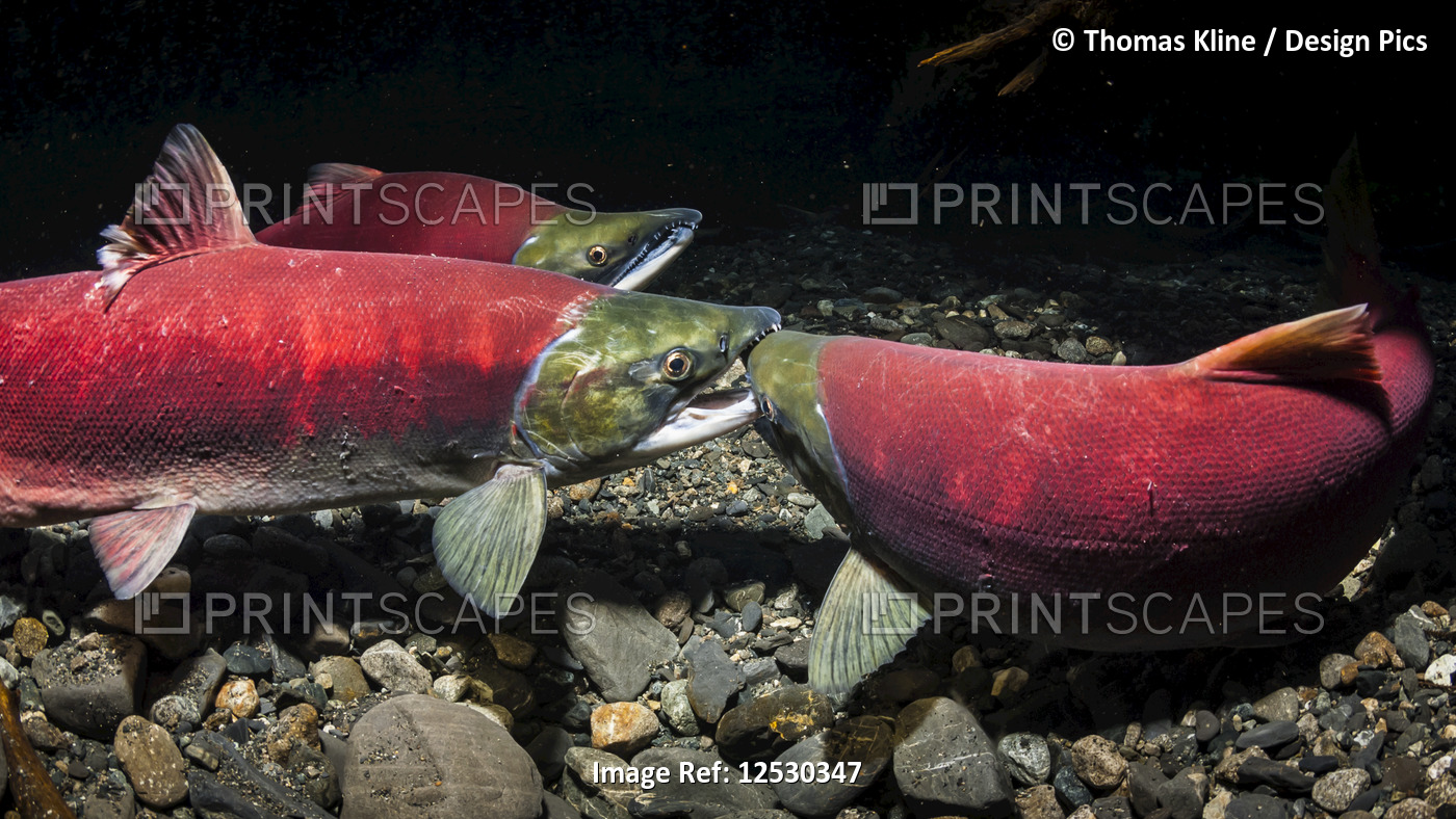 Sockeye Salmon female on female aggression