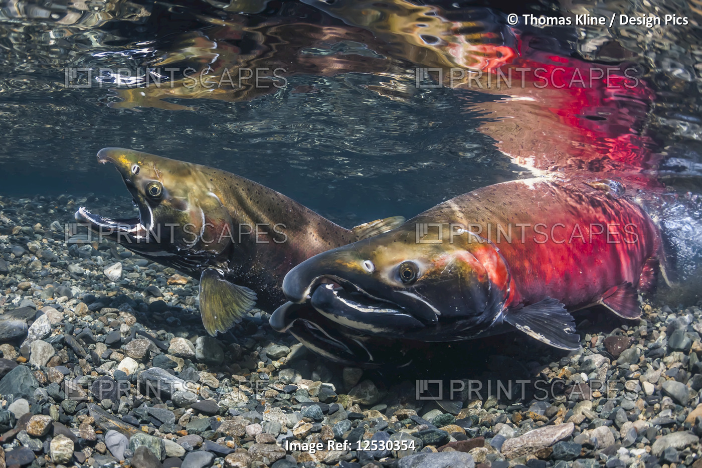 Female Coho salmon probing her redd