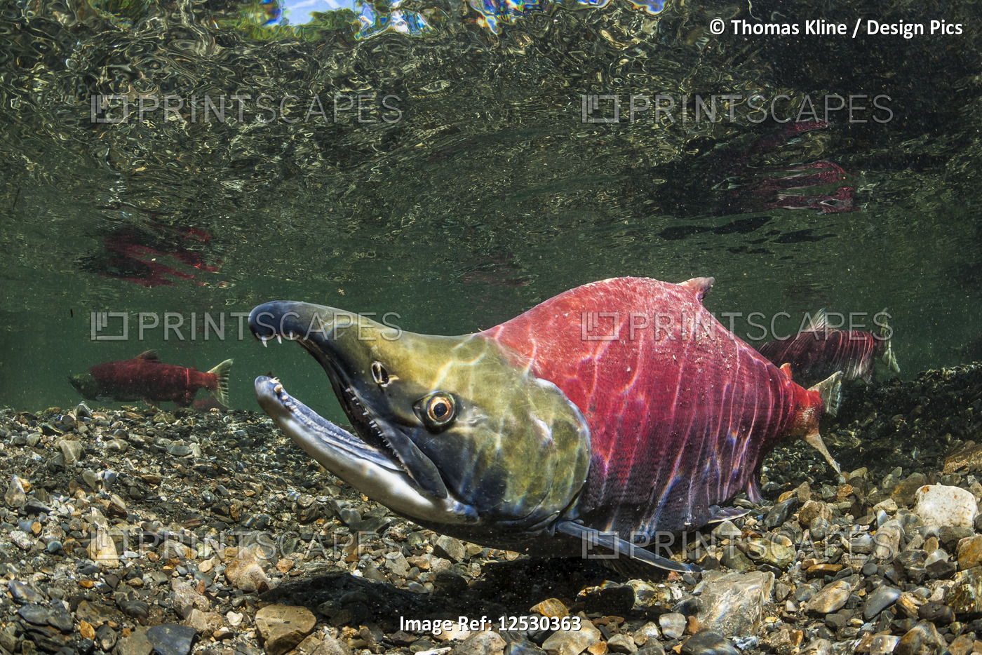 Sockeye Salmon male breeding colors