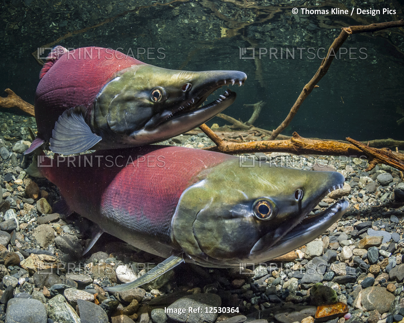 Sockeye Salmon spawning pair