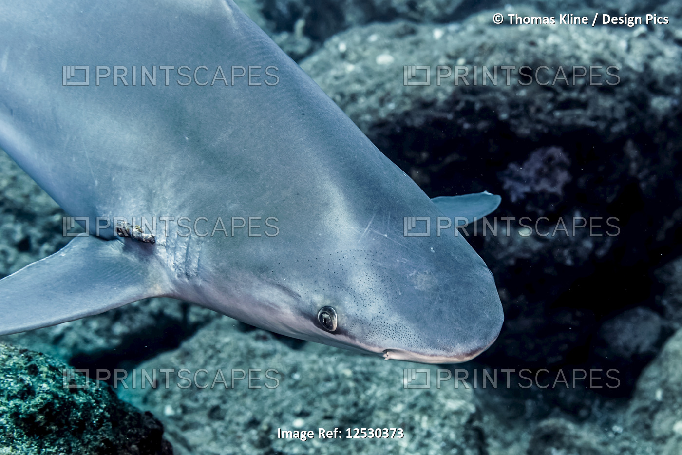 Sandbar Shark with parasites near gill slits