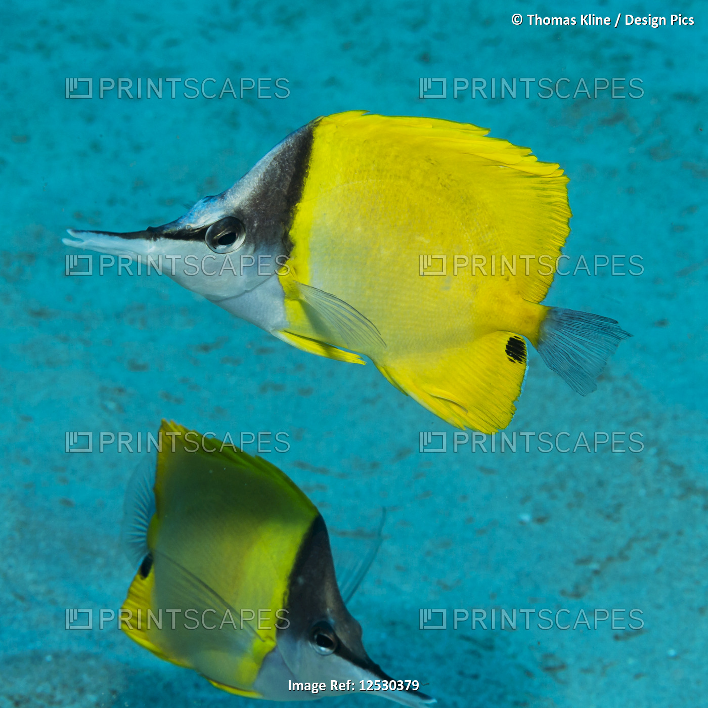 Forceptfish pair