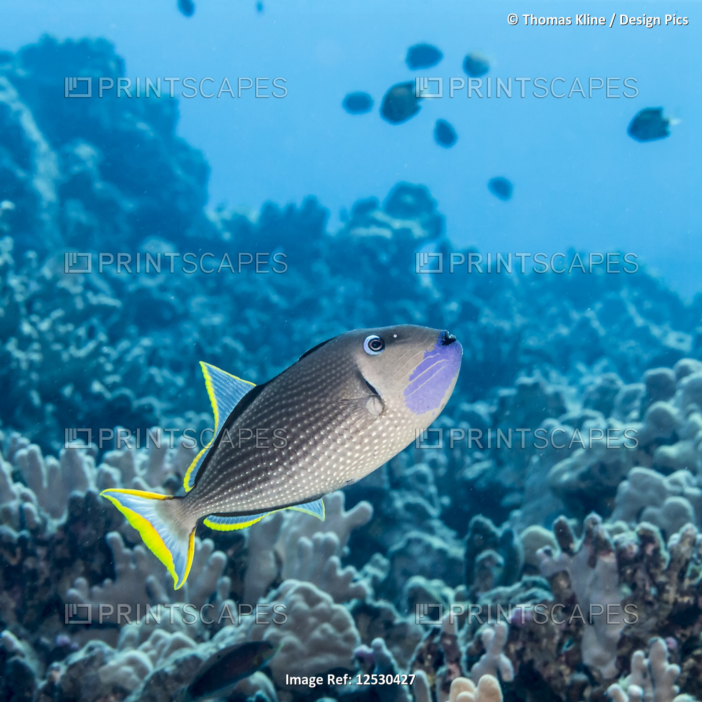 Male Gilded Triggerfish