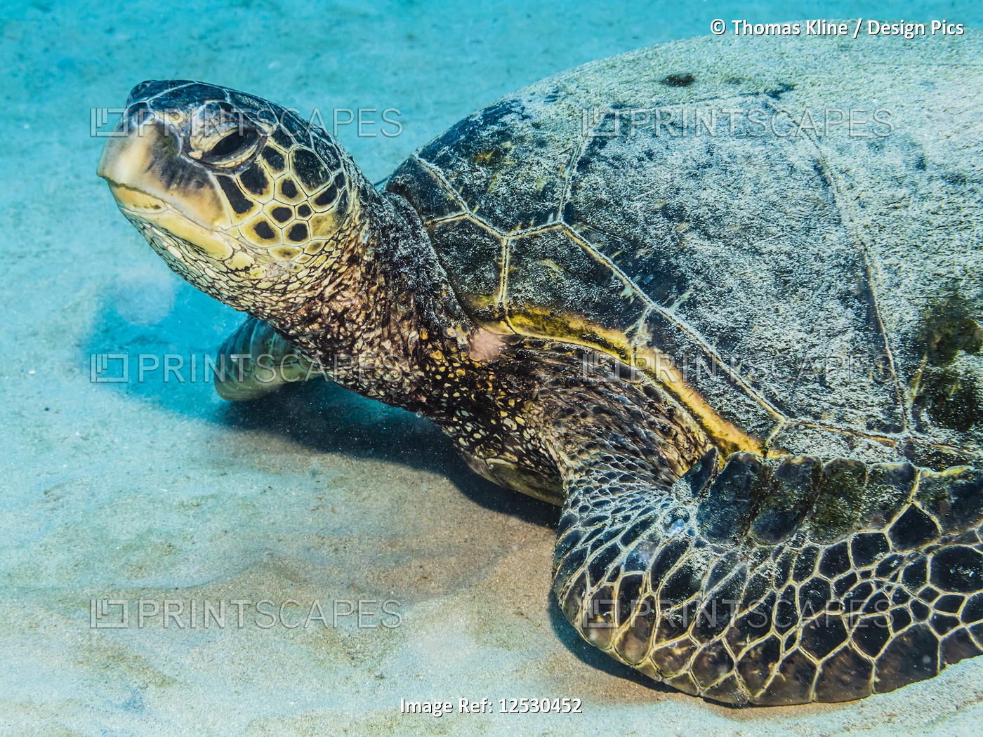 Green Sea Turtle resting on a sandy bottom