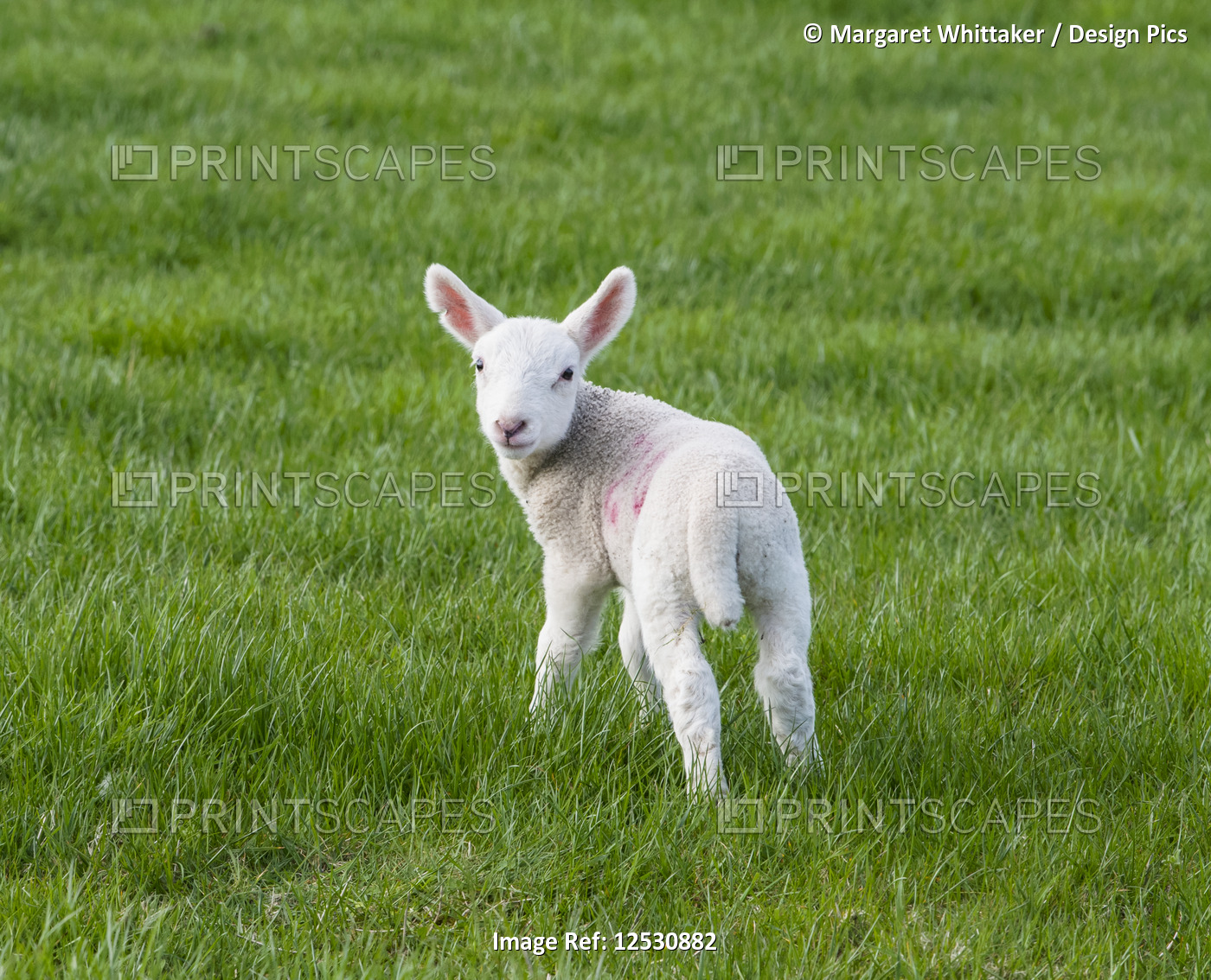 White lamb on a grass field in springtime; Northumberland, England